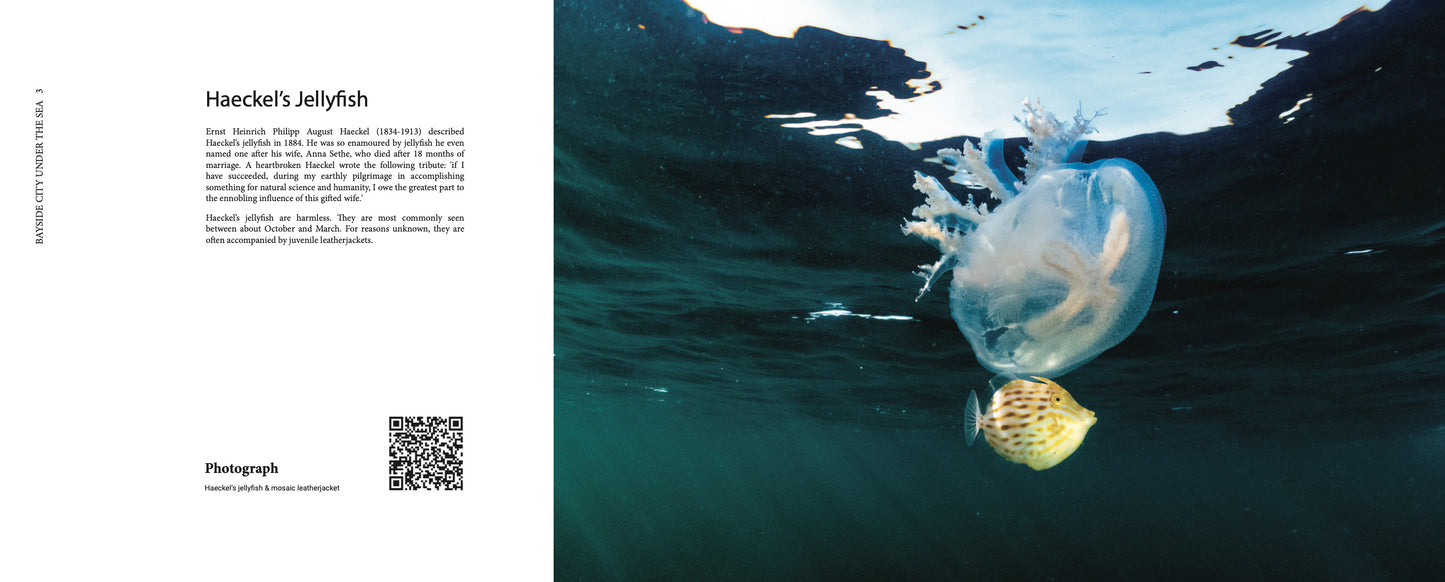 Bayside City Under the Sea: a Photographic Journey