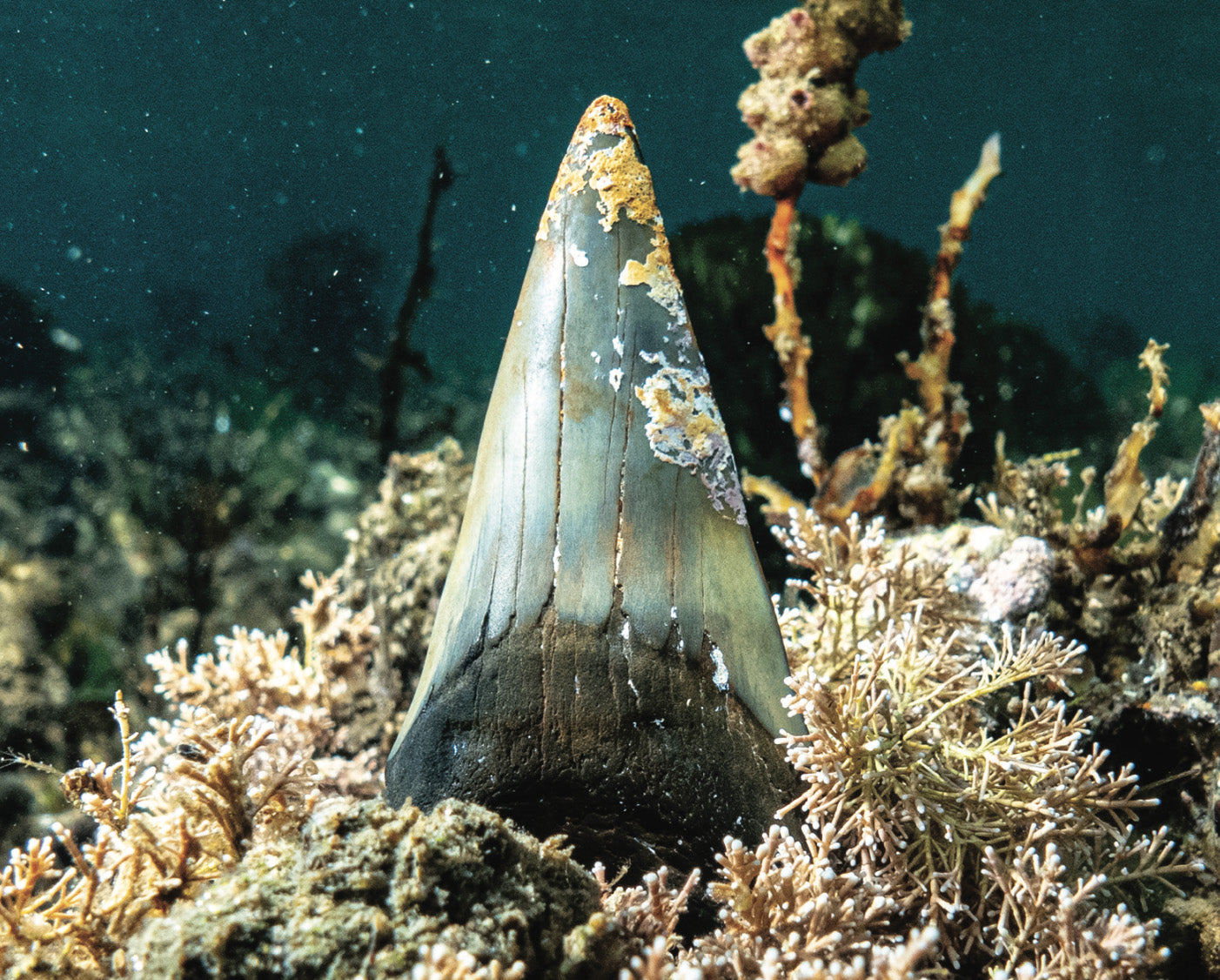 Bayside City Under the Sea: a Photographic Journey