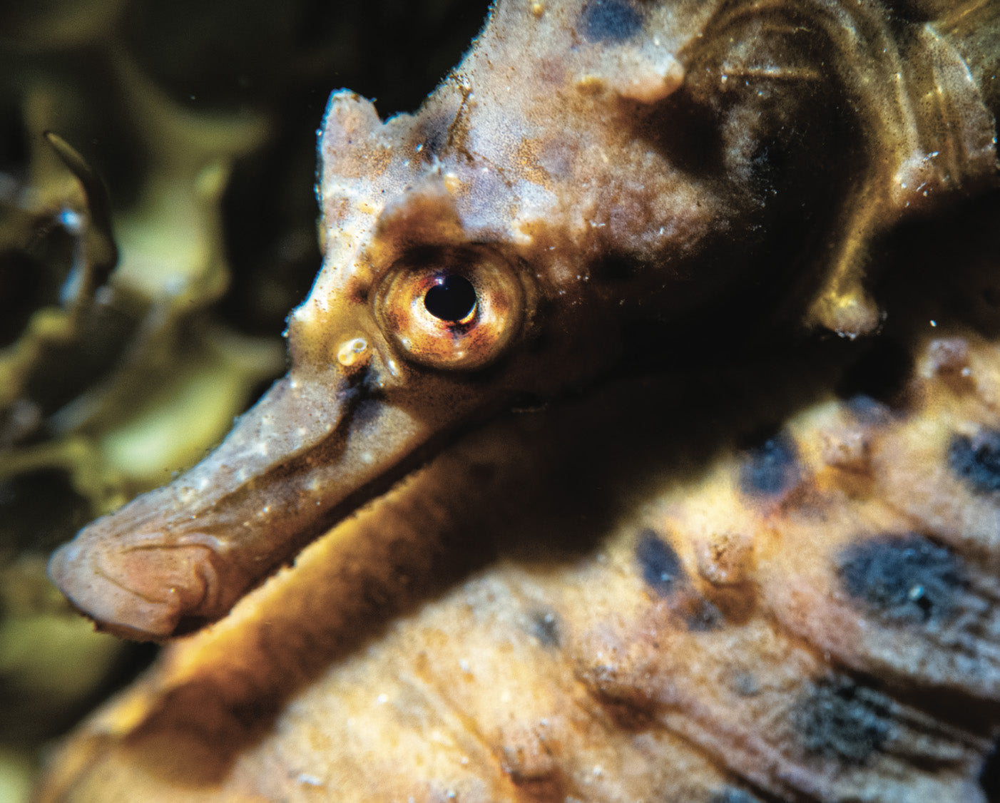 Bayside City Under the Sea: a Photographic Journey