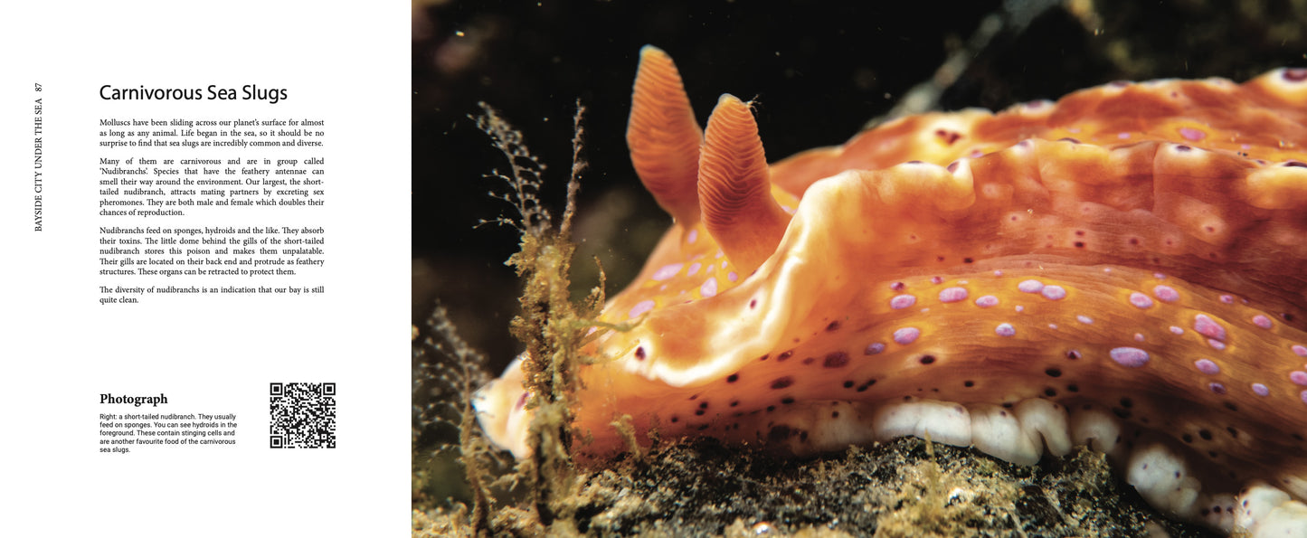 Bayside City Under the Sea: a Photographic Journey