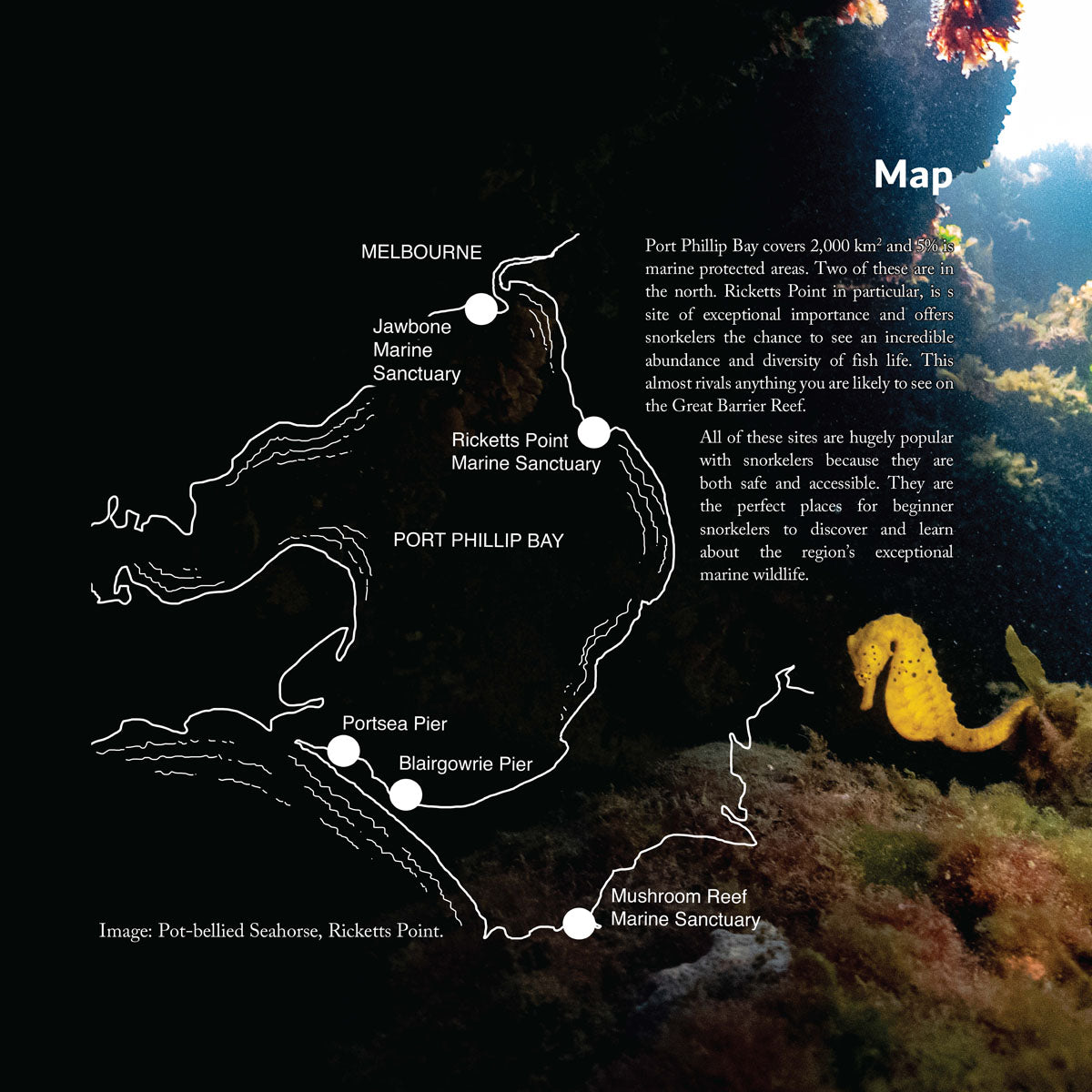 A Beginners Guide to Snorkelling Around Melbourne