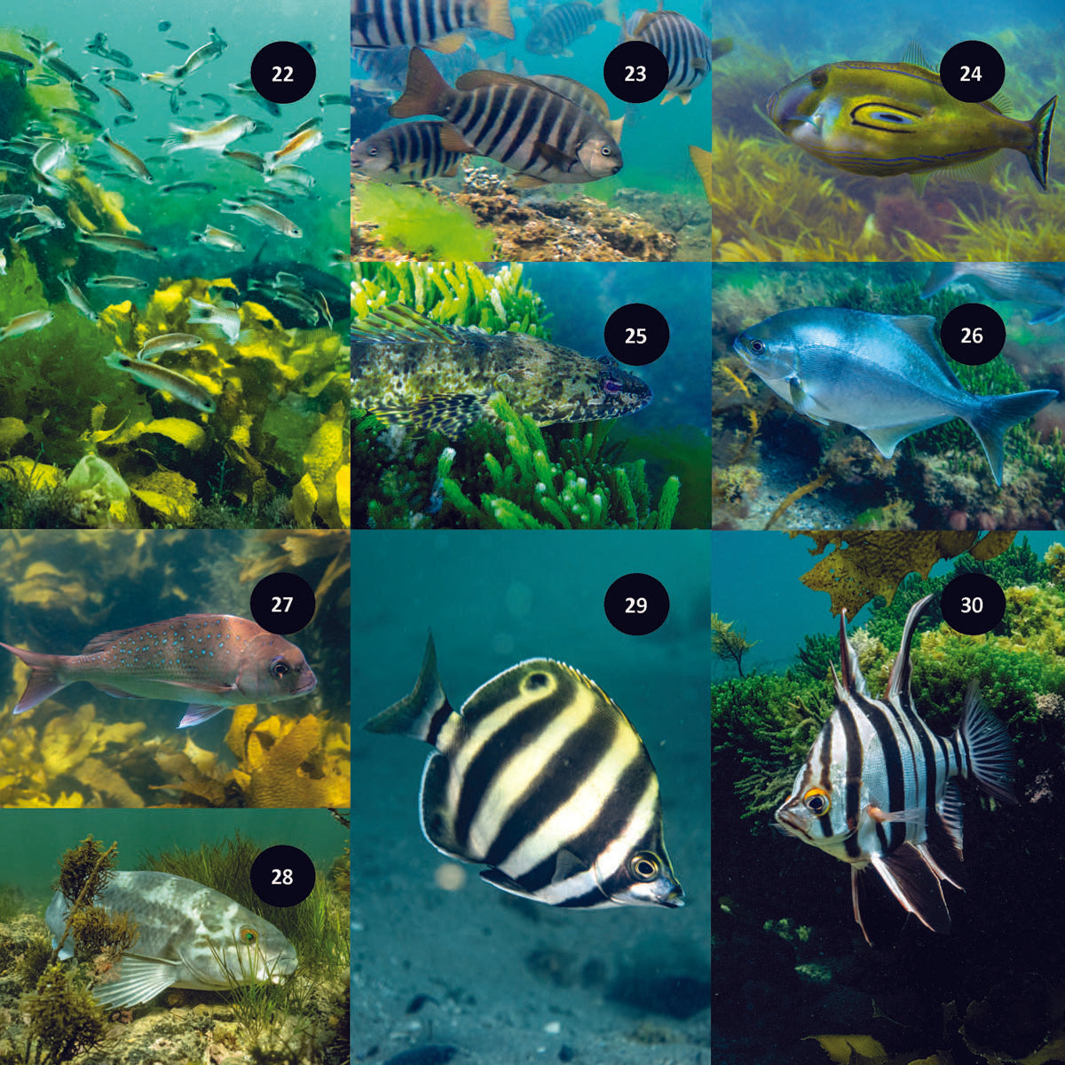 A Beginners Guide to Snorkelling Around Melbourne