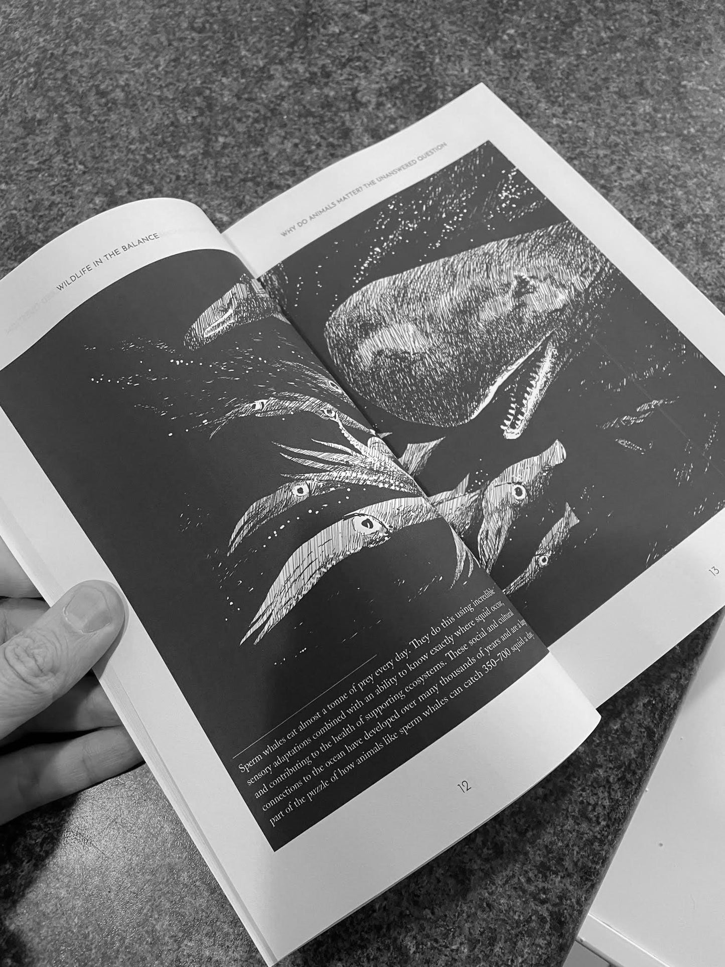 Buy 'Wildlife in the Balance' and raise money for your favourite charity