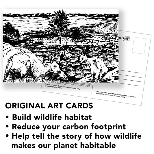 10 Art Cards that offset carbon emissions for a week and create vital wildlife habitat!